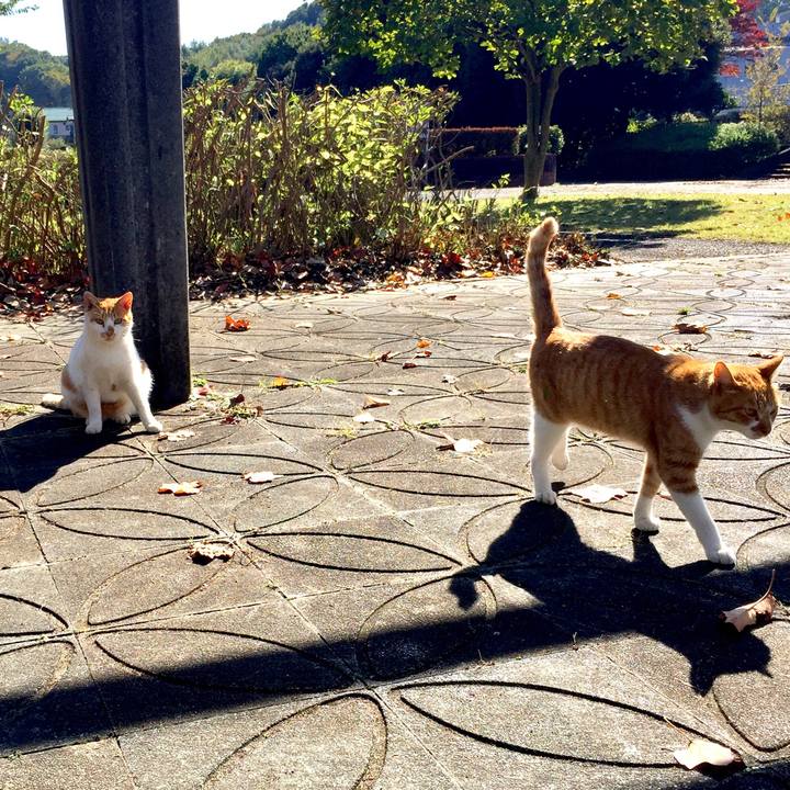 F8e6081e a452 4b85 a6f8 a972ca0a2672