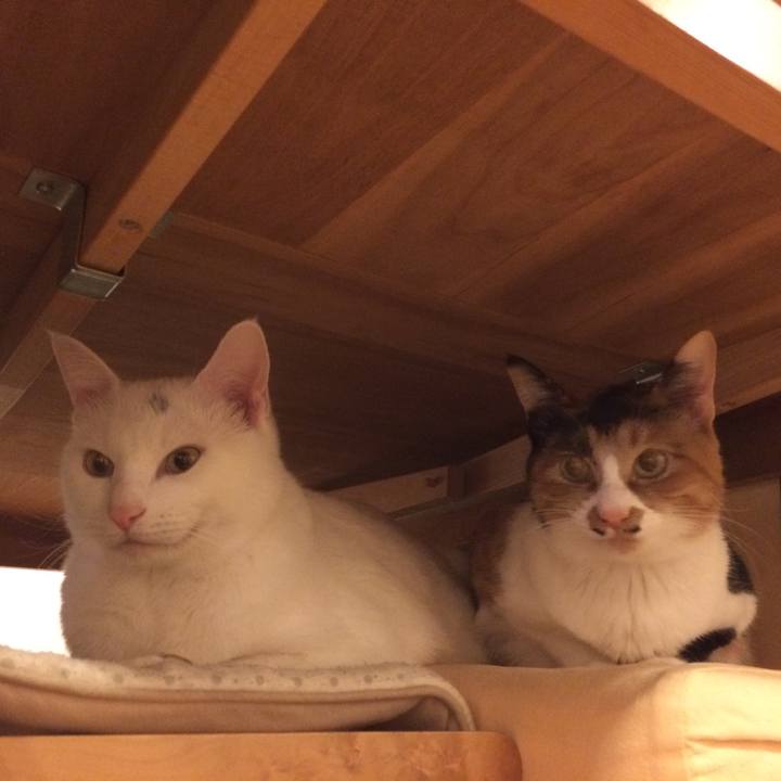 F8f33068 db29 4947 816a 21ee6cab6bb4