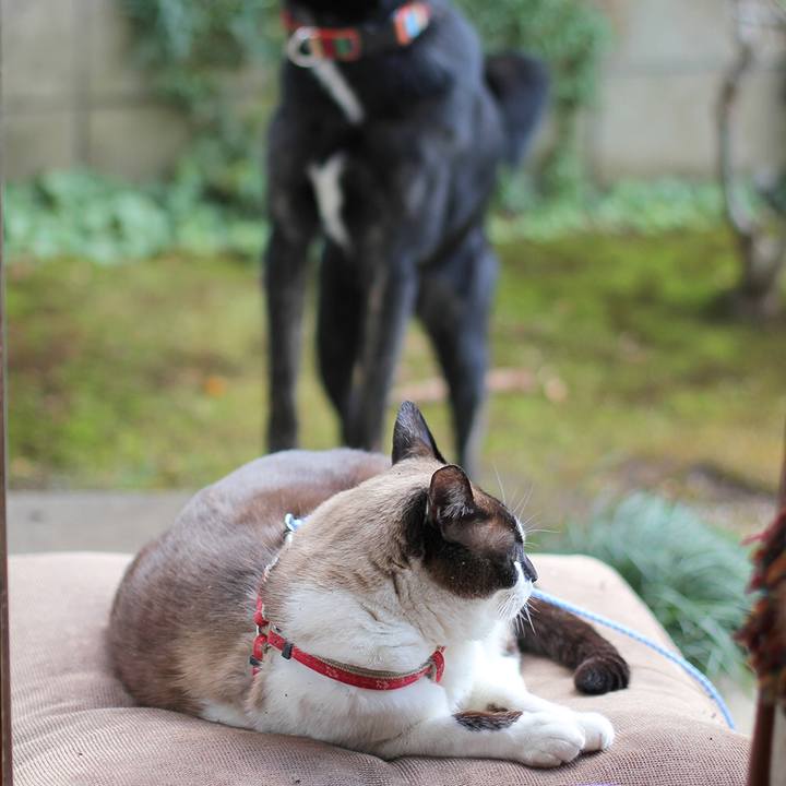 F8f914c4 38ea 49e5 81d0 53d1303671d8