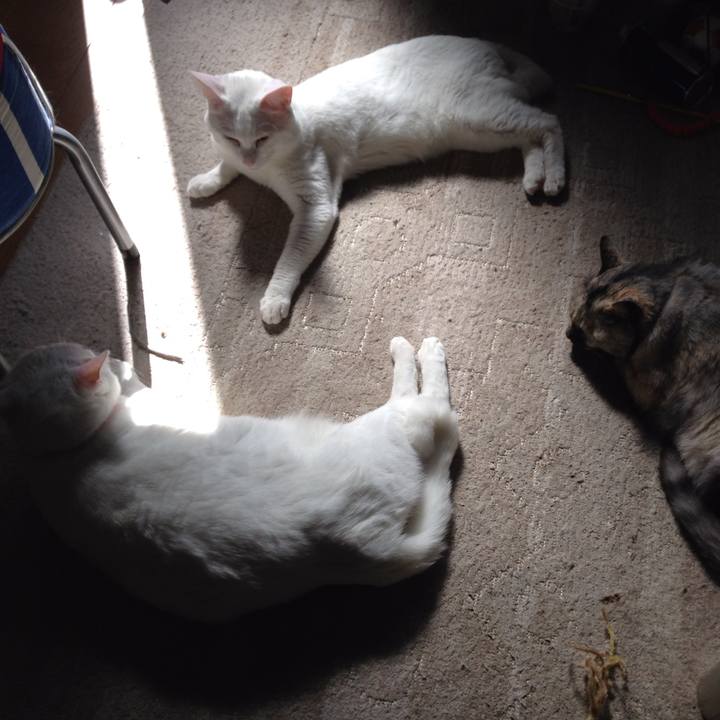 F8fa4f86 571c 4159 bc7a 09fdf7ebb1e5