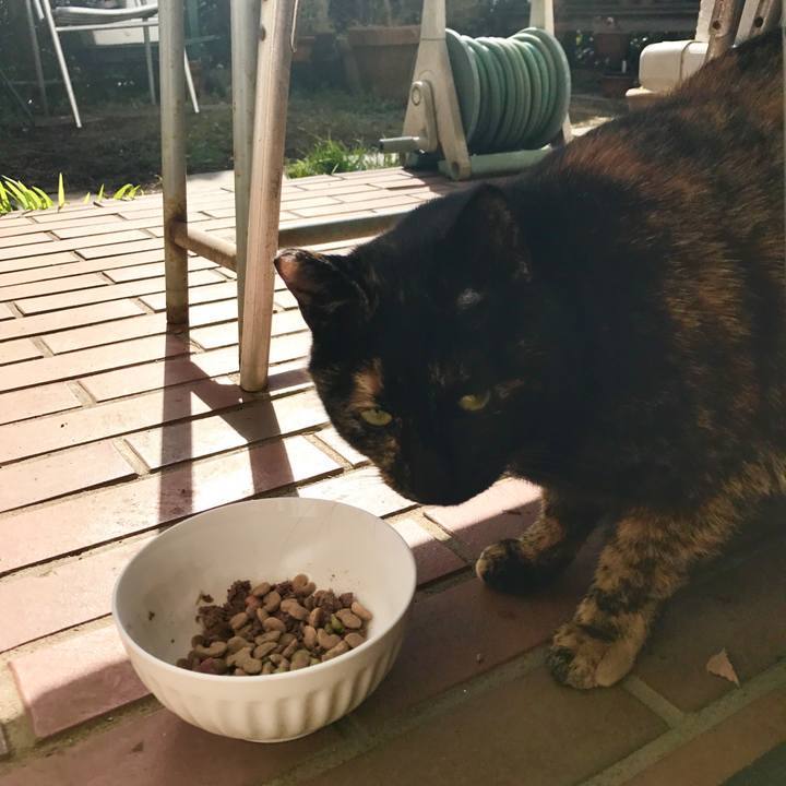 F90a386e 385a 4447 baac 2750e5da4455