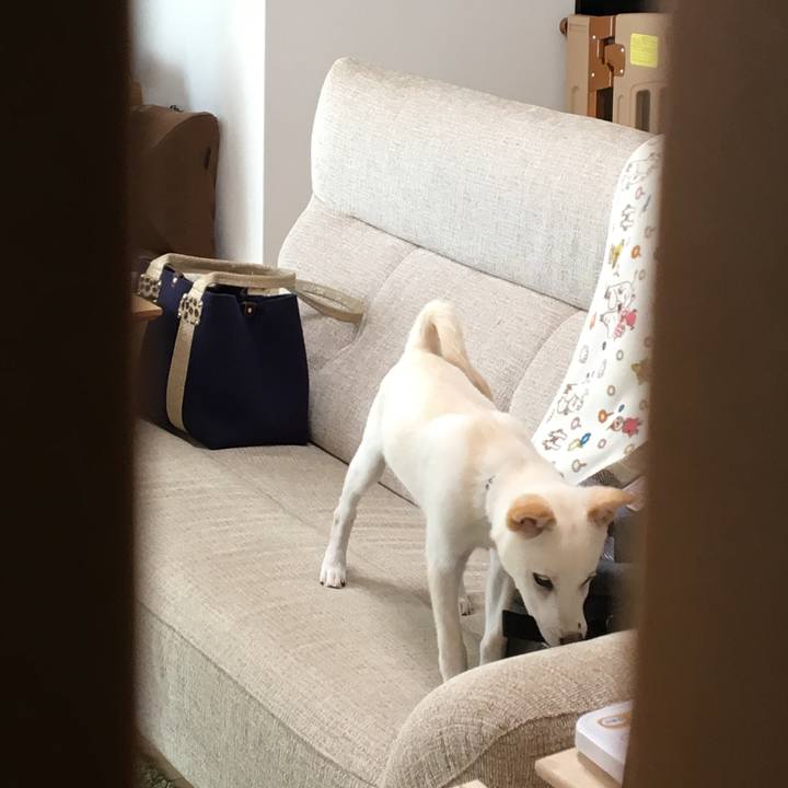 F91345da d383 4e0a a3e3 8a265c060c43