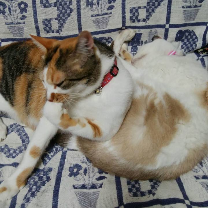 F9181e69 88a1 4cc3 b2b0 27237555418d