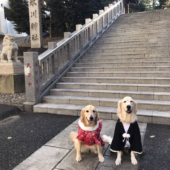 F924a96f 3e1e 4dc2 870a b0de60942729