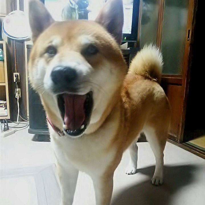 F92cf6e1 b545 408b b9cc 17393c38e27f