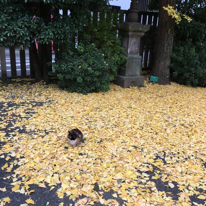 F93cb11d 3365 4338 abaf ccc6edd335c3