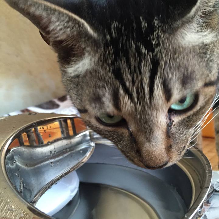 F94c2def c017 431a 9bf2 58f1e3a480e1