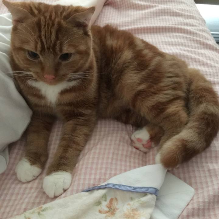 F95c28ad 0c9e 4203 9470 8ec48522ae34