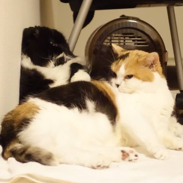 F95f77e1 feff 4872 956f c60baa367f09