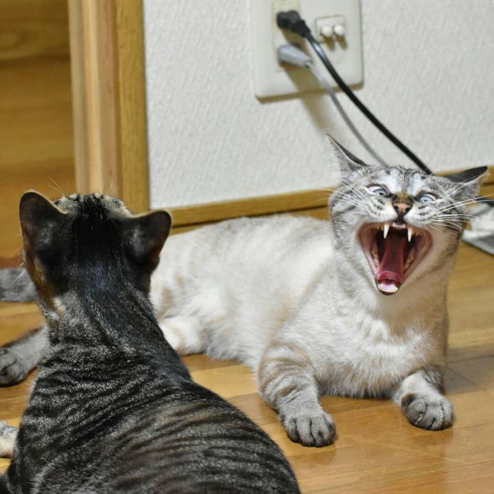 F963f90a ccde 47d9 9dc4 e8f6931b8ced