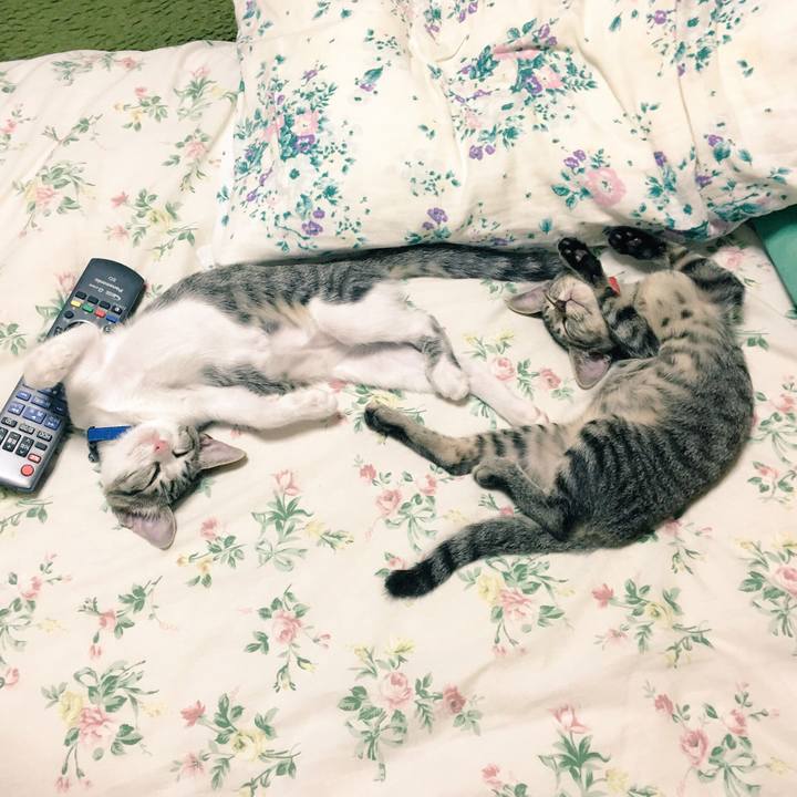 F9939f58 2941 474d 9e2b fb1b5b1c9695