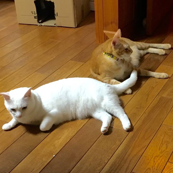 F99f7e15 9091 4ce9 b0a4 afd1f8ef4806