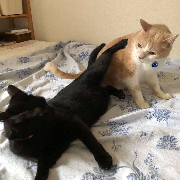 F9ae5c44 7286 488f ad02 3af06c0d24a6