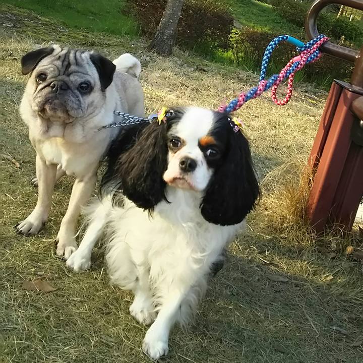 F9b0a7dc bfb4 4423 965d d7c6440e01e4