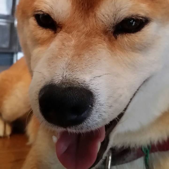 F9b2d977 b339 49dc ac1c 9fed840dc714