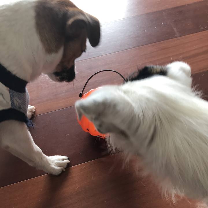 F9b2da53 e0a7 432d ad7f d84867aeb225