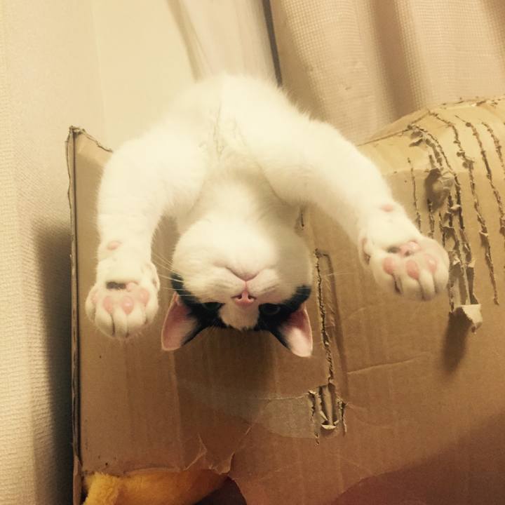 F9b4302a f43e 43f7 884c 77903a88260f