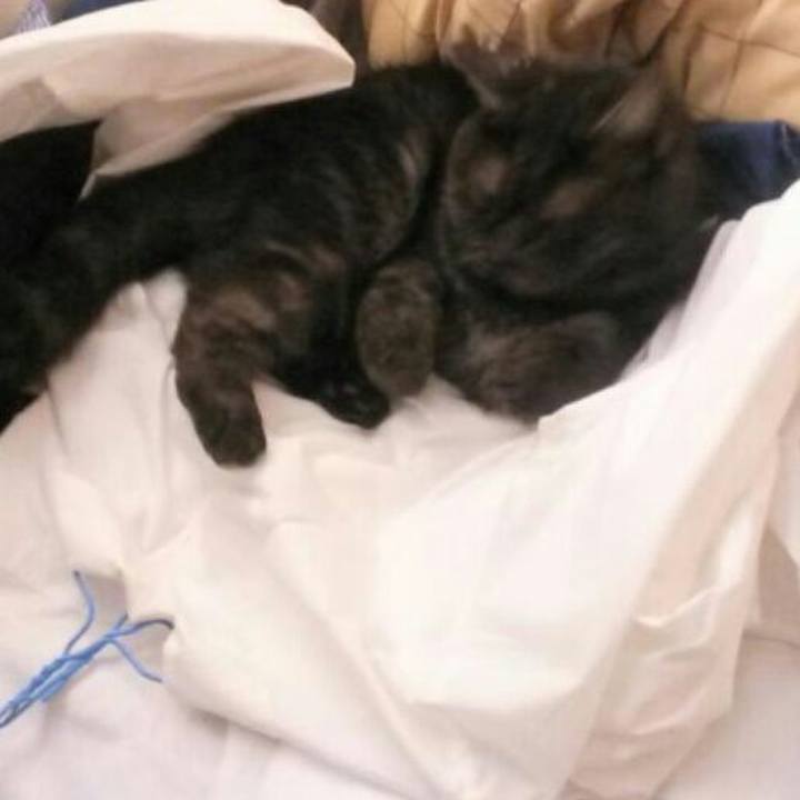 F9c6c334 4966 4e42 8642 f5ac47dbb511