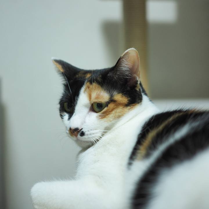 F9c9390c 8cc4 4154 b816 5c01019cbf2a