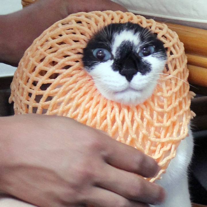 F9cccb2c d6dd 4463 a9e3 abe9dda4ee68