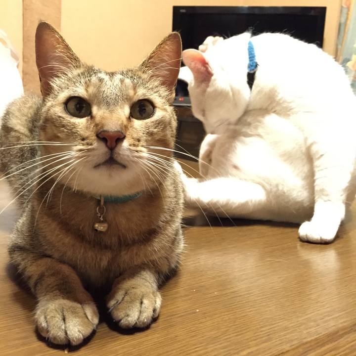 F9e004ff ea32 4de9 8d14 55cb53ae1313