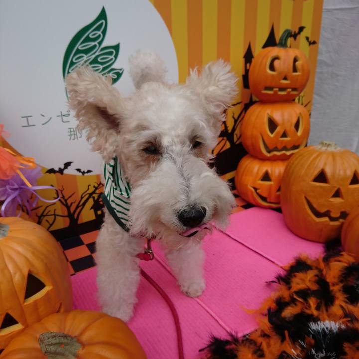 F9e92eba 486f 403a ae78 fad2daf99f6e