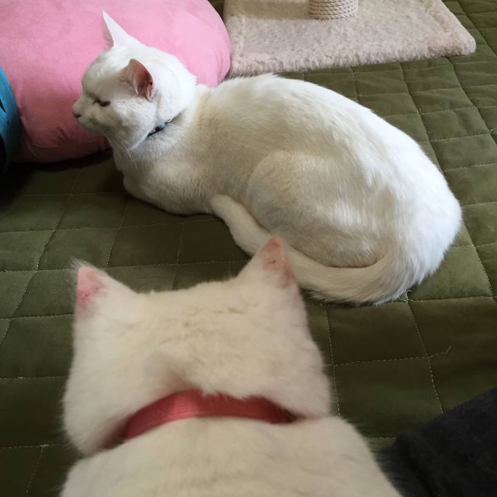 F9f5078e c342 4492 98e3 0a35f3dc0161