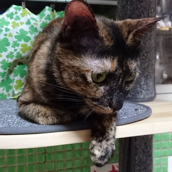 Fa043ea8 a932 4fb9 9317 c869b672eab9