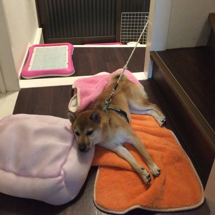 Fa0d81dd 7995 4f2e a062 412e2dc48b6e