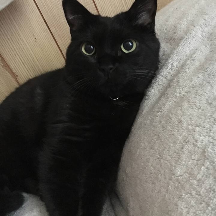 Fa1154e0 ceb6 44fd a565 dcd83db5bd02