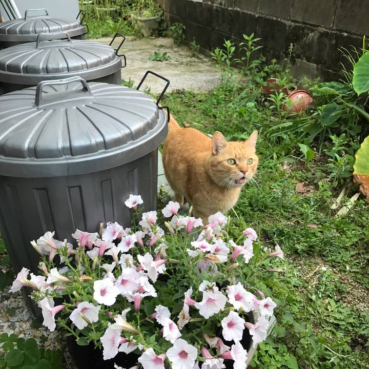 Fa1a0b9b e1fd 4b96 8cf0 270d537d3820