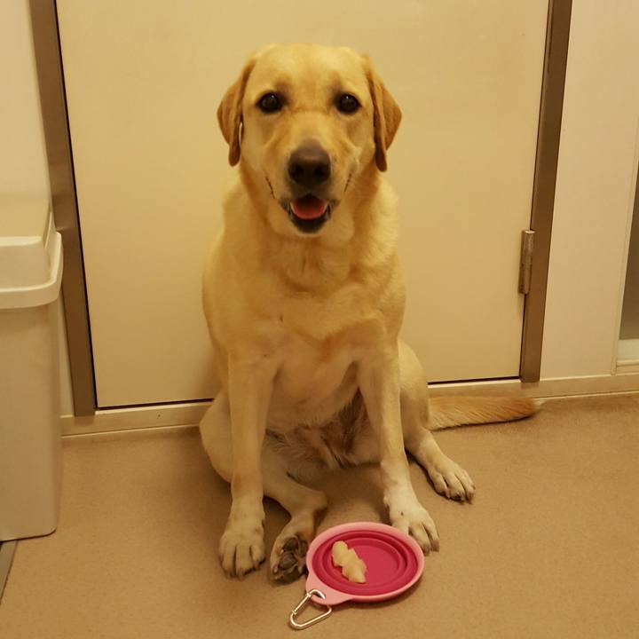 Fa1c1c70 8fdd 4a2a adfc 7a6f0ac85f91