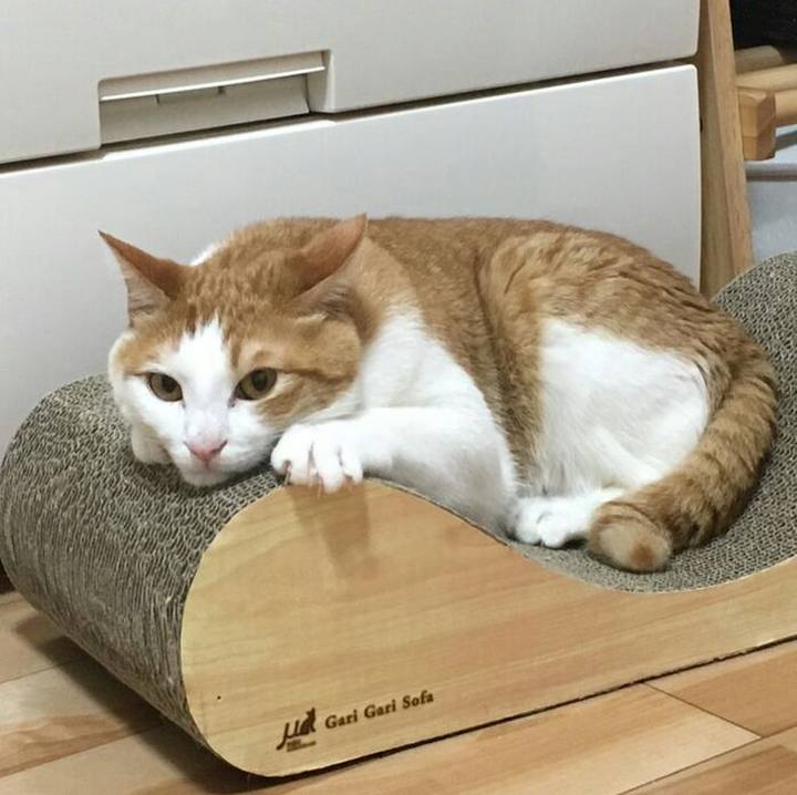 Fa1ceb01 17a4 46aa b98e 90d94cc46126