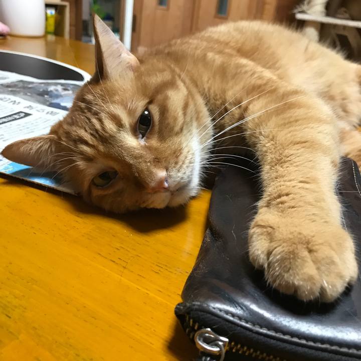 Fa1fee51 733a 454c a121 d790a5f1361e