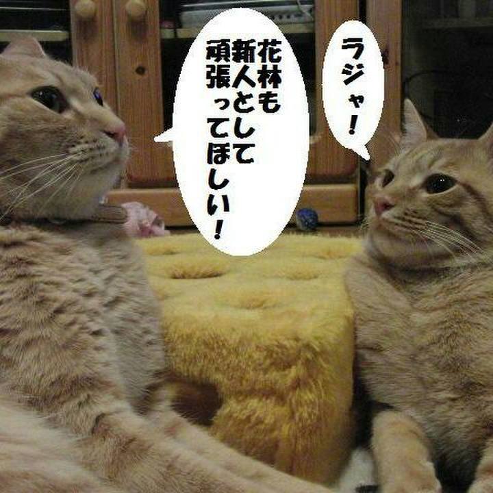 Fa2d33c7 70fe 40c7 badb 844f5422c70e