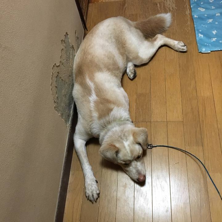 Fa44cd9c 3d91 4a0b 8423 6e094e2628a2