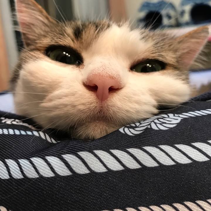 Fa4c6bff 3a8d 4ee2 ba67 9bc03960cee8