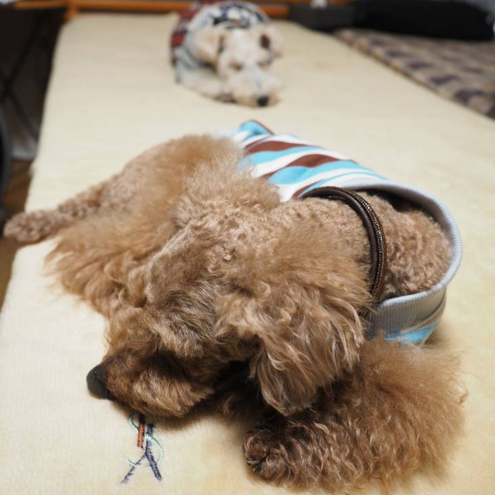 Fa65dc19 87e1 43d3 b170 15c4767d7c8c