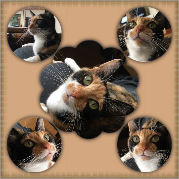 Fa65ebeb 036b 401e b245 259196b46185