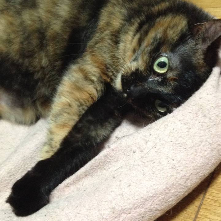 Fa66271b afcd 4ba4 b5ac 0bdc09a33c6f