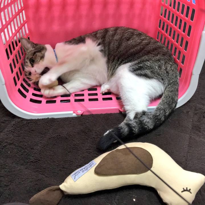 Fa68a40d 29e6 4f5a 84ff 8dc63ece7fc3