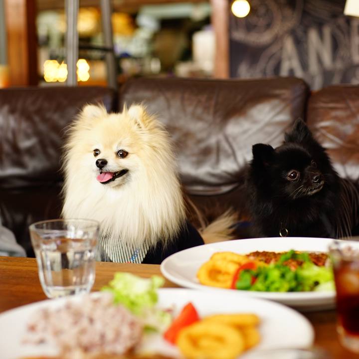 Fa81a6bc 5dc3 4d22 85f6 bd893dfa119f