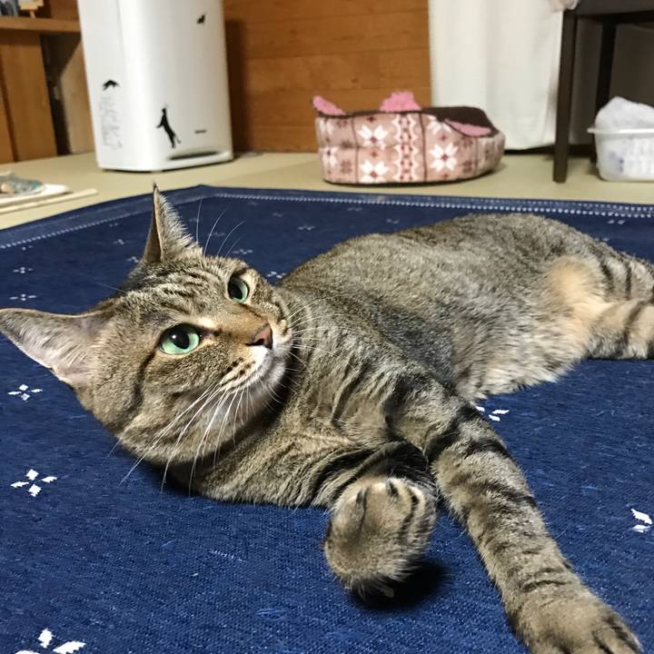 Fa86aa2f 57cd 42e4 84c0 7c62c4076c32