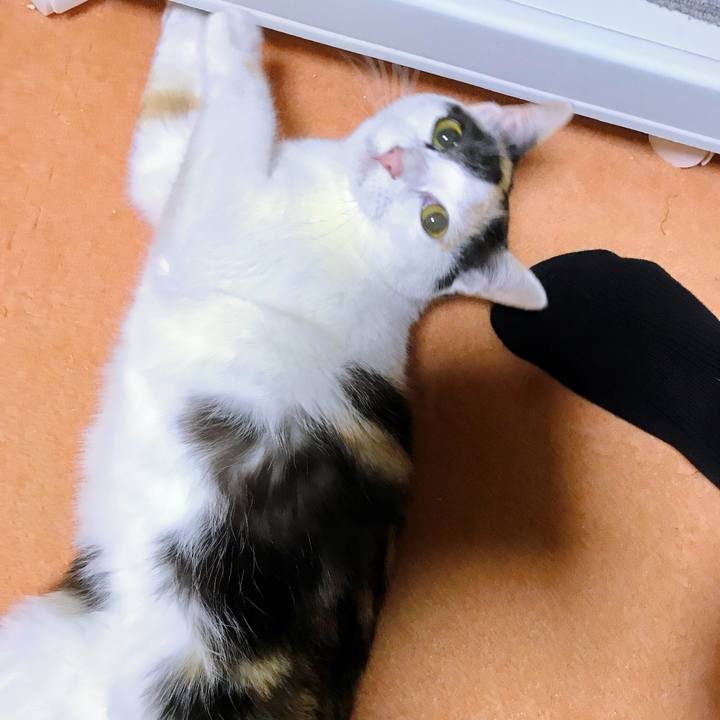 Fa886309 0c9f 44e6 a9b8 02e9fd0c74a1