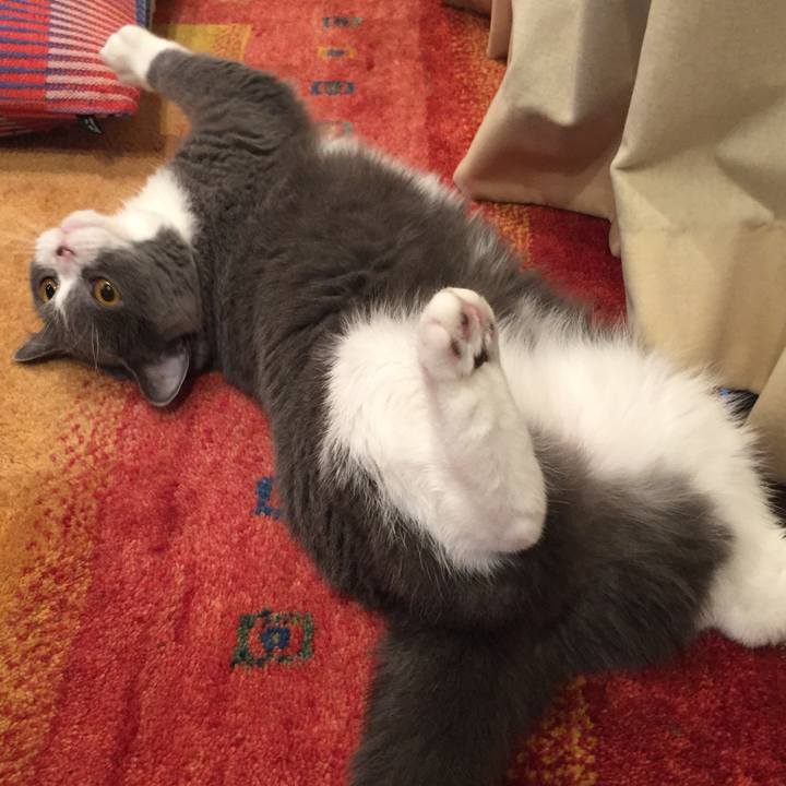 Fa88a1cf 8002 4a58 83a7 f495505f97e0