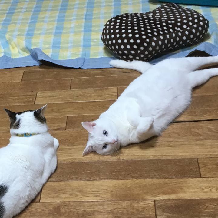 Faa574dd b14e 4a8d 8756 2ef77bb27382