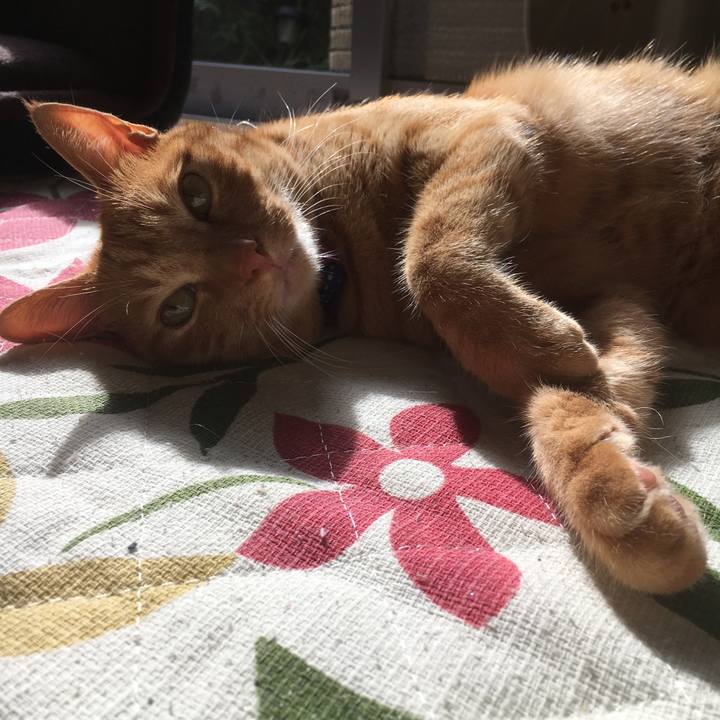 Faab4dbf b40a 44e8 882c 2dcc440187fc