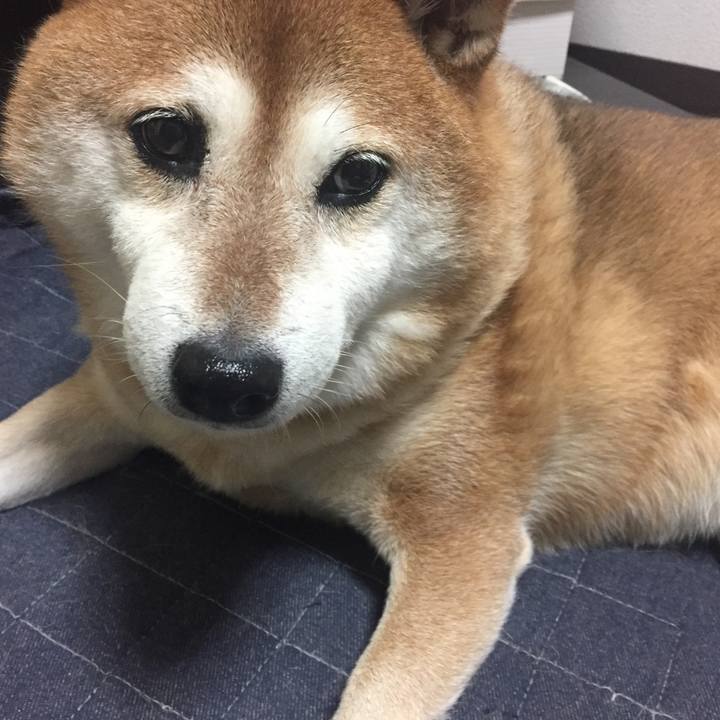 Faacfccf c815 4a3a 90f1 40cd551a28c2