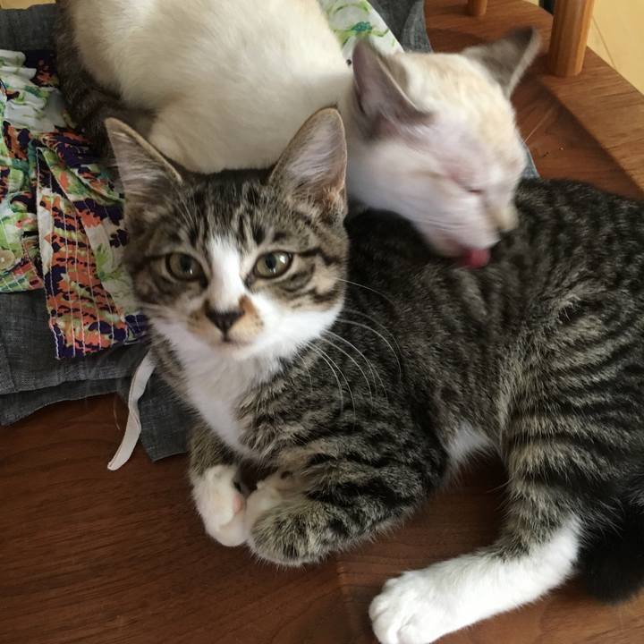 Faae1ca1 ba46 41a7 8594 20e09cd423c9