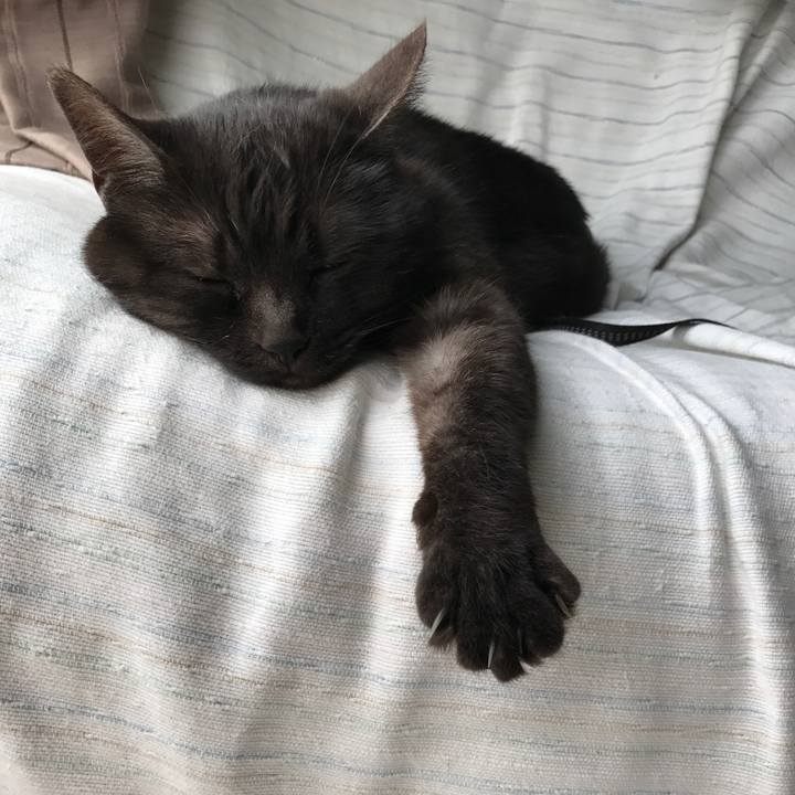 Fab4e7a9 f2d6 479b a5d2 a088e3988832